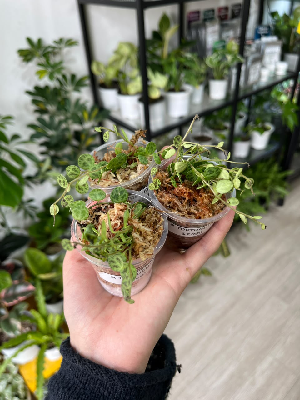 Peperomia prostrata