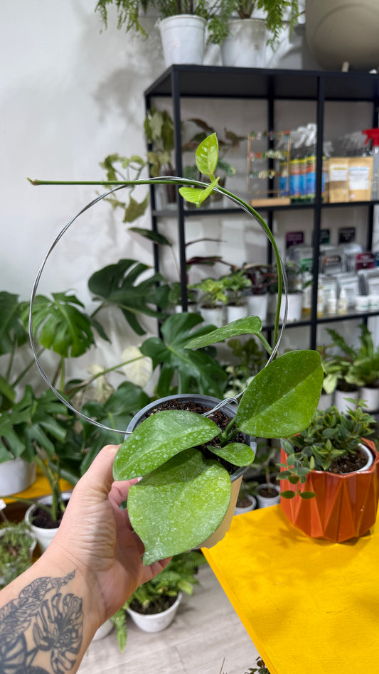 Hoya australis