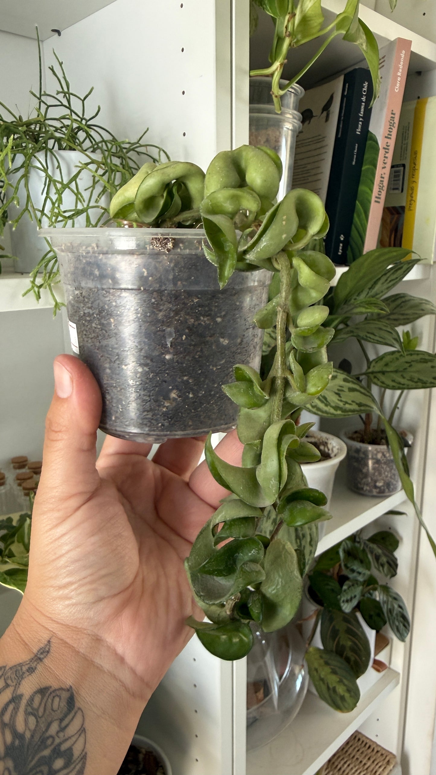 Hoya carnosa