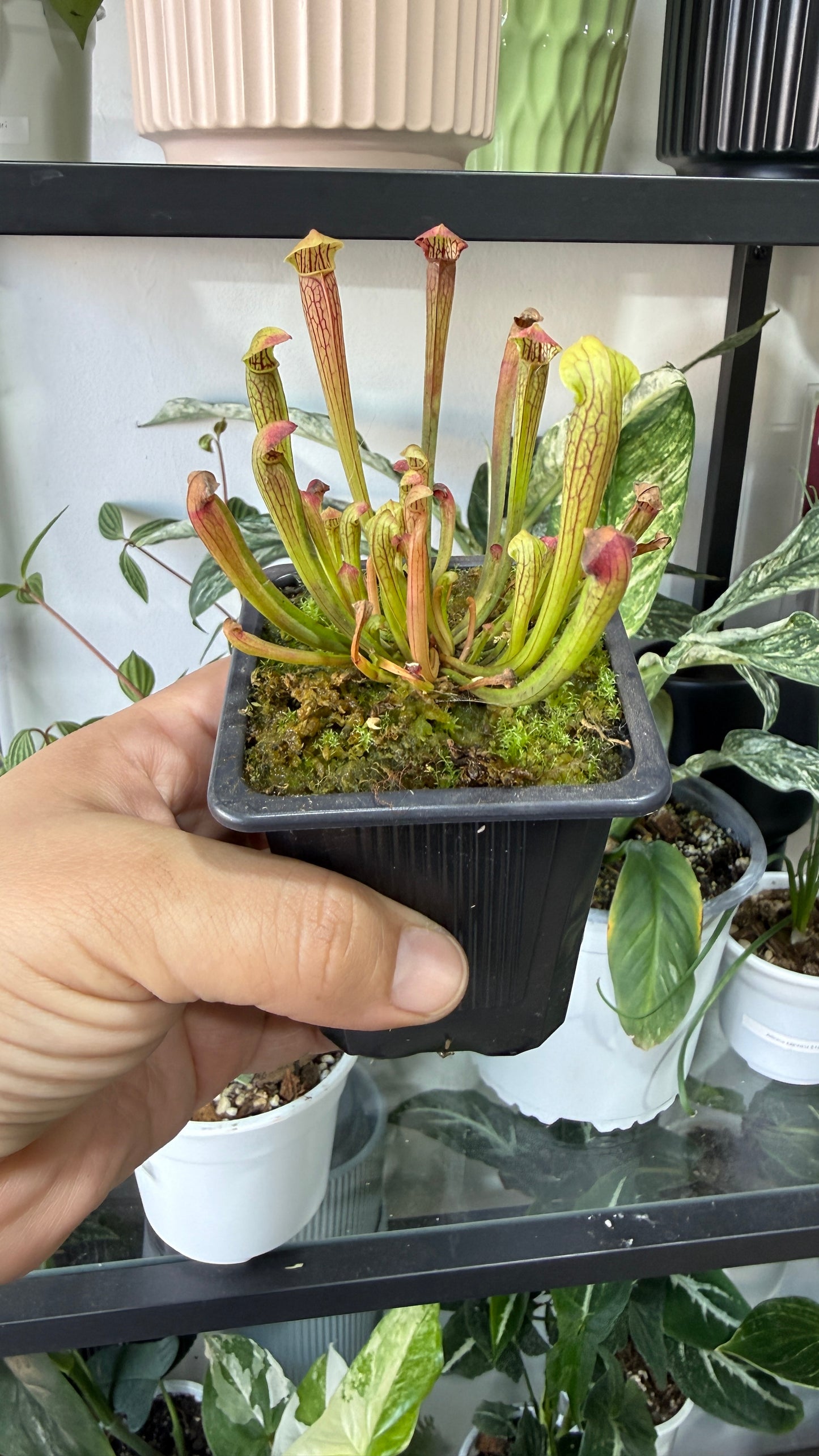 Plantas carnívoras