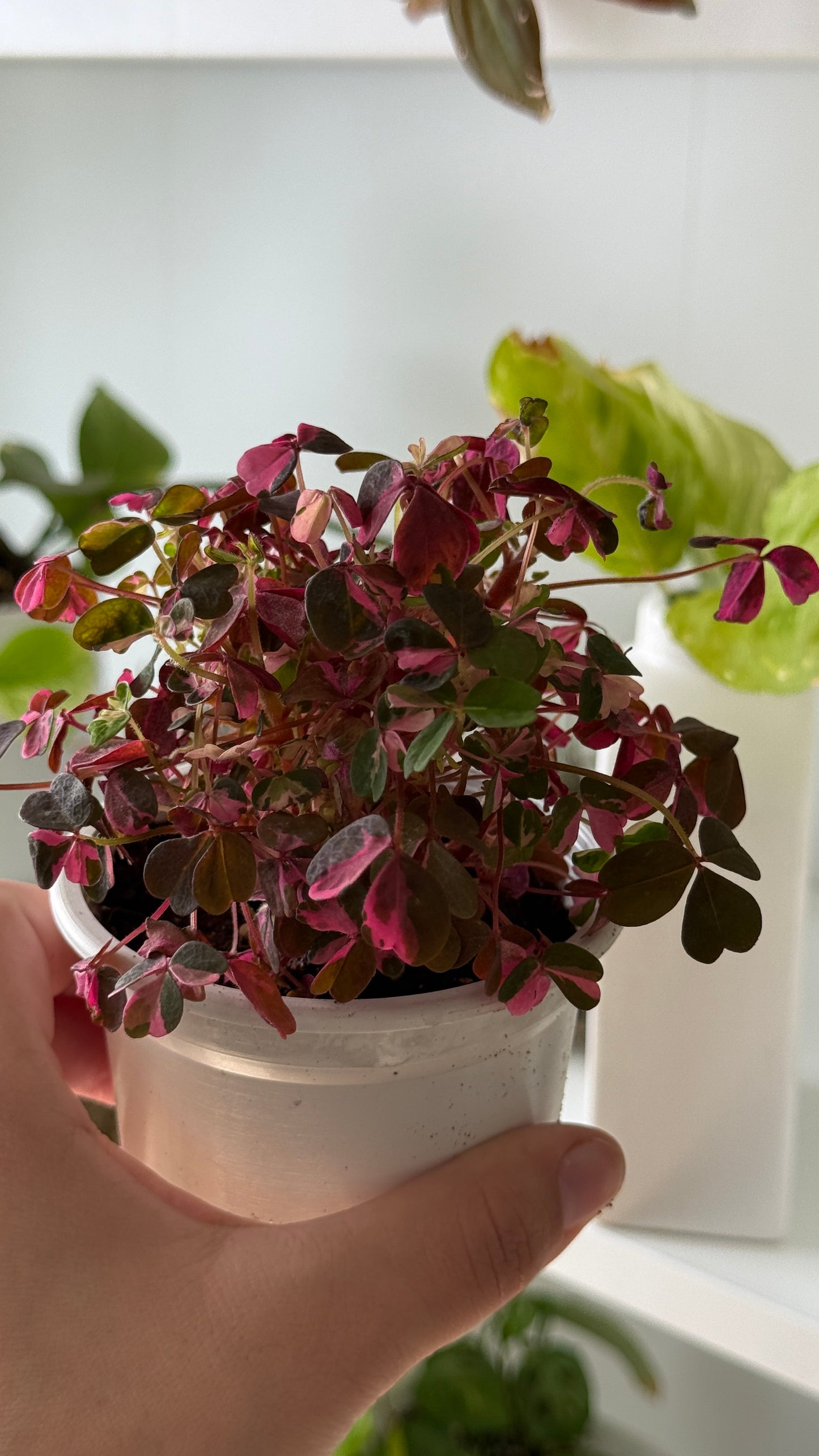 Oxalis plum crazy
