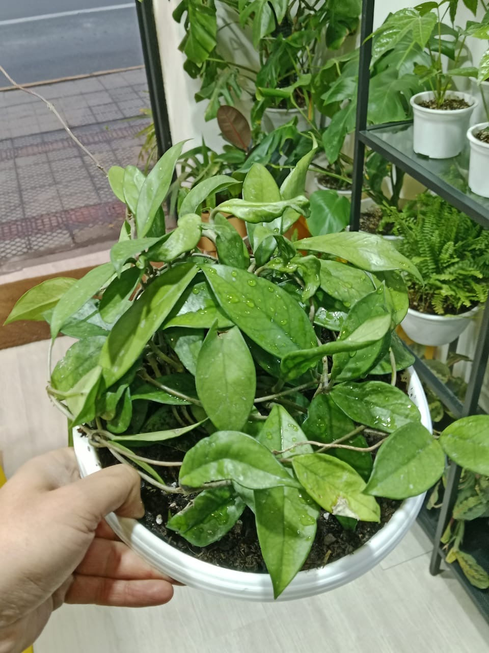 Hoya carnosa