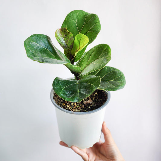 Ficus lyrata bambino