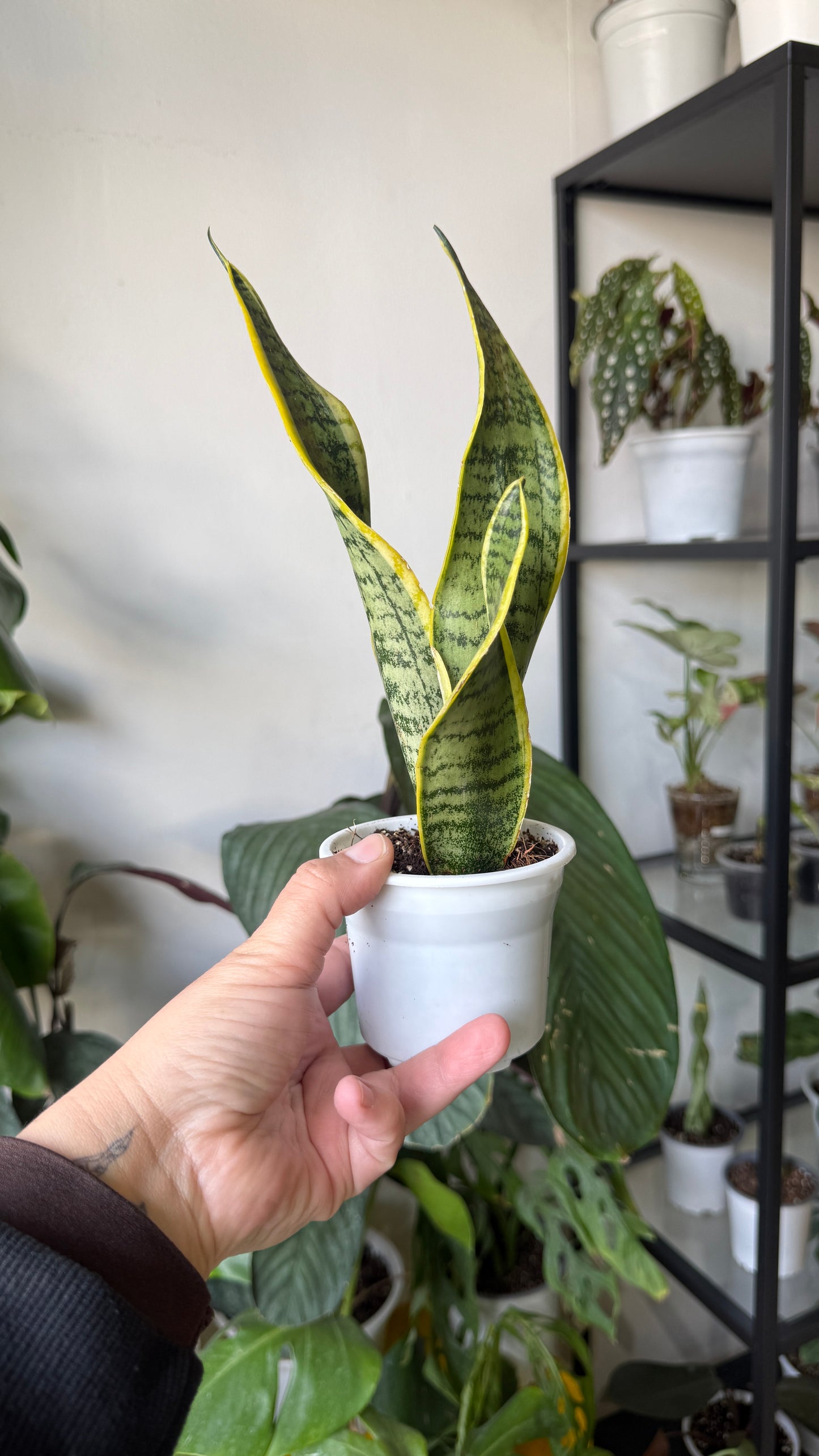 Sansevierias variedades