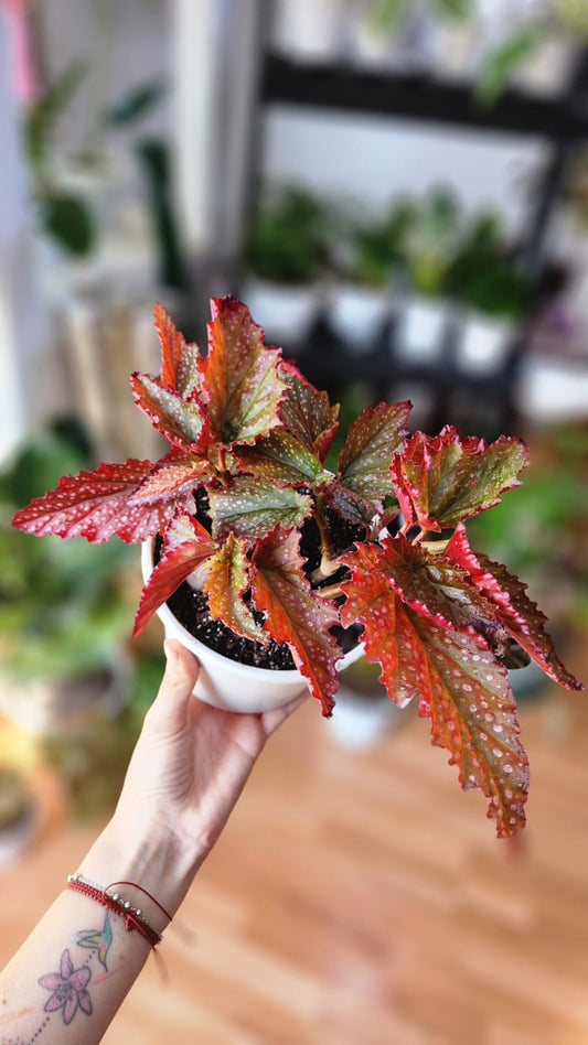Begonia red
