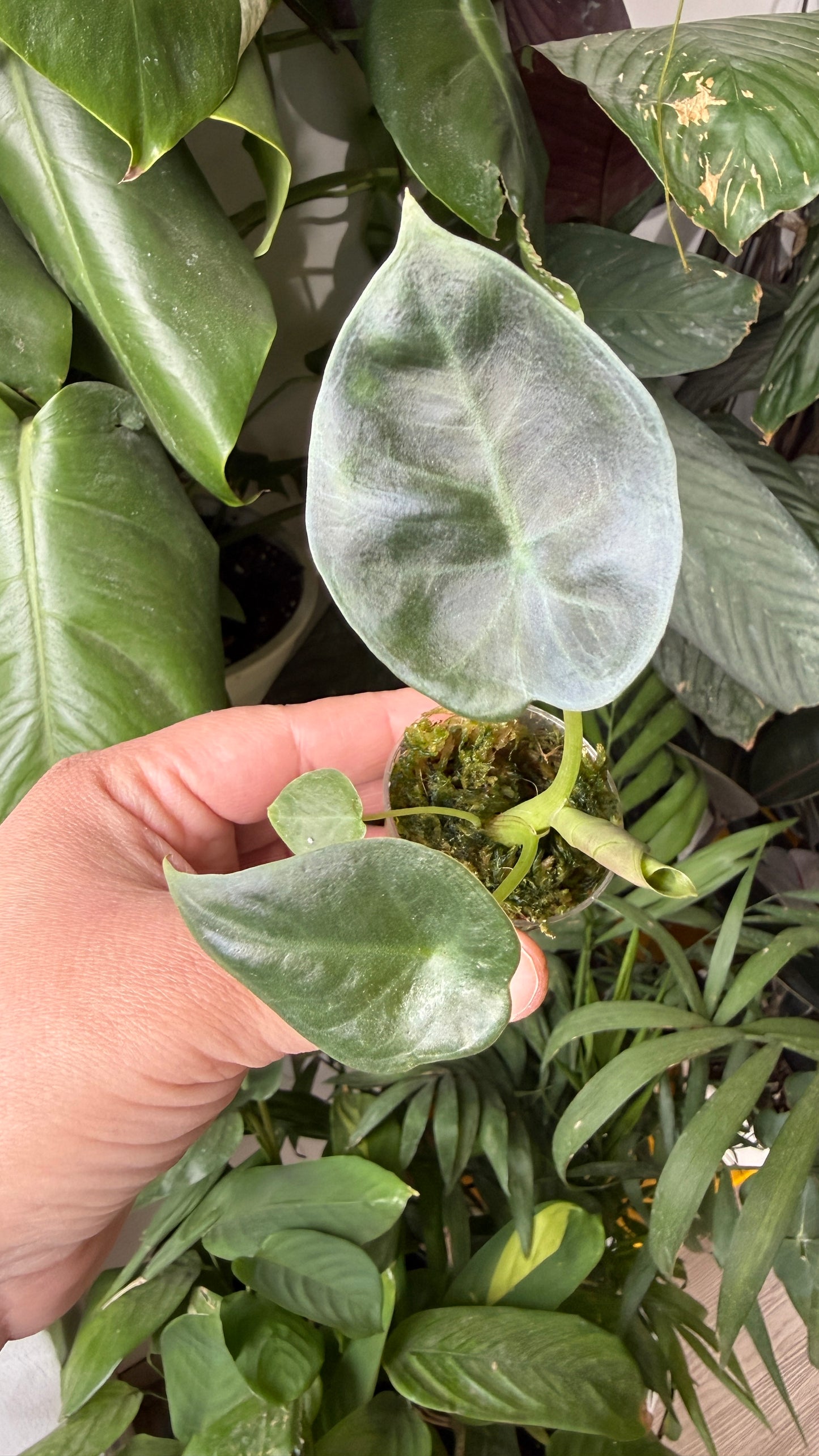 Baby plant