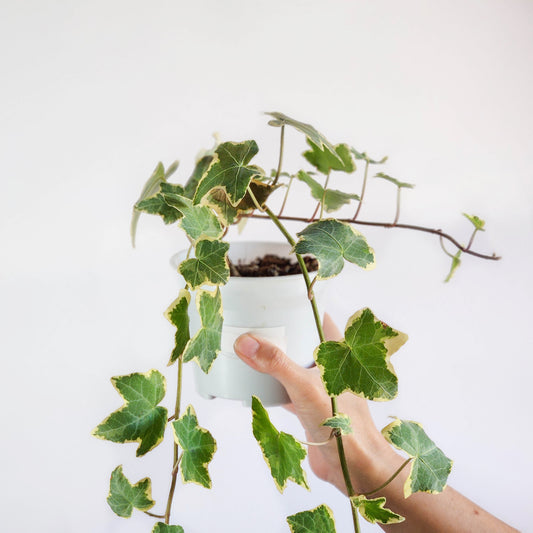 Senecio hiedra