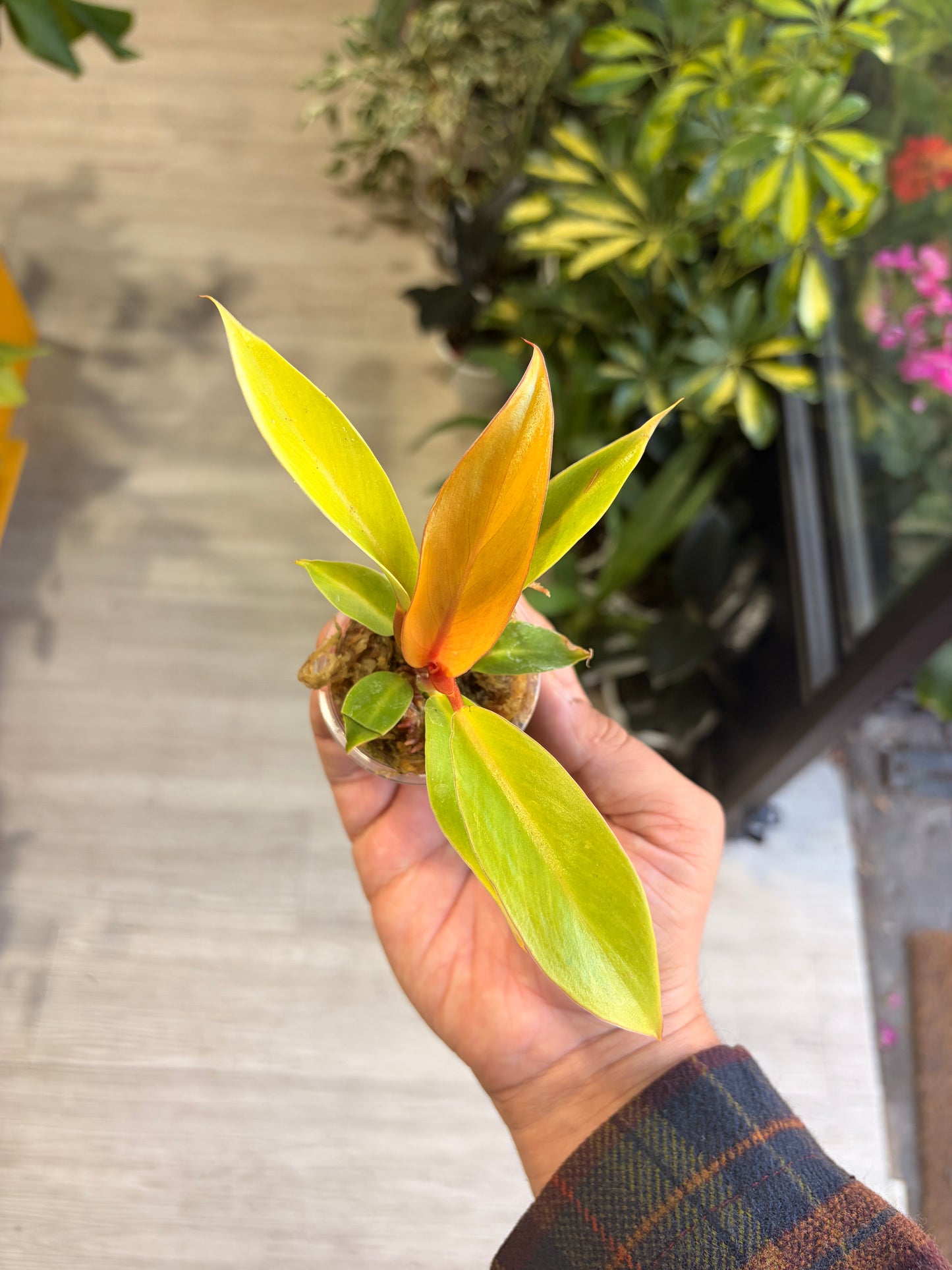Baby plant