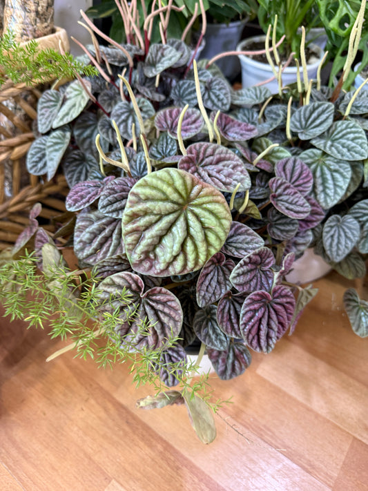 Peperomia caperata