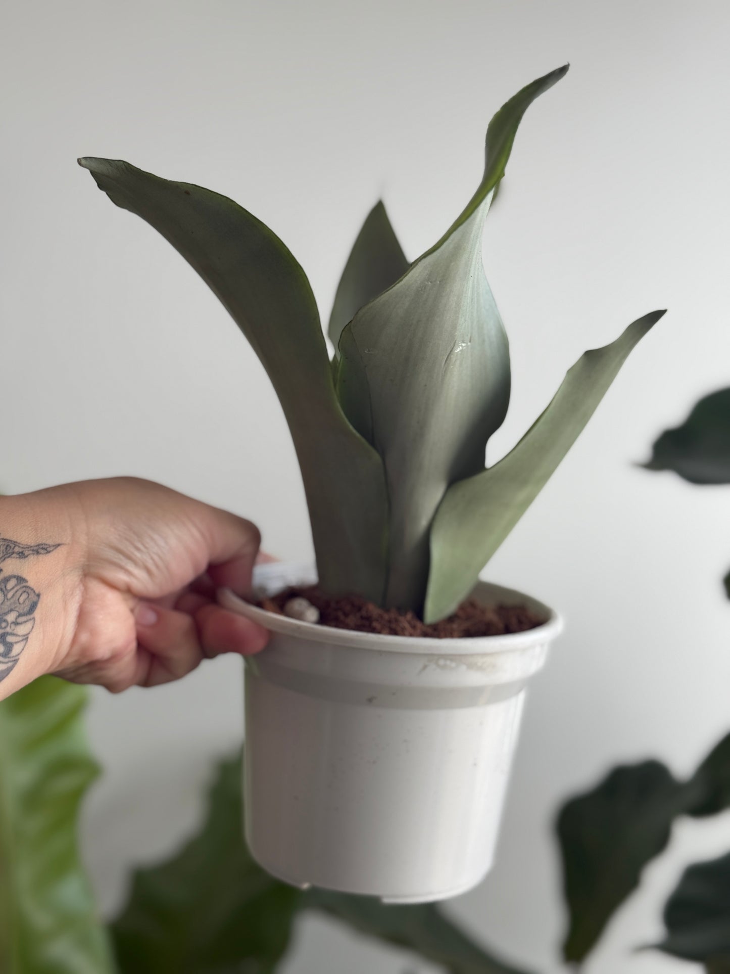 Sanseveria moonshine