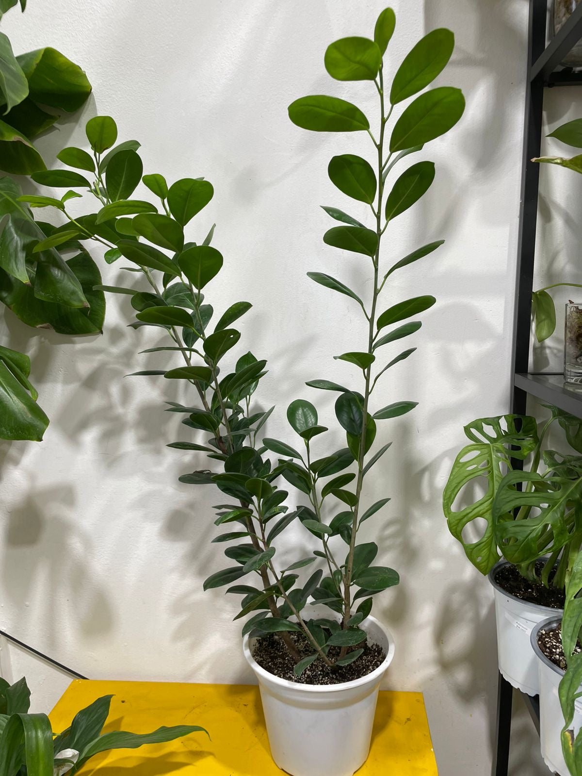 Ficus moclame