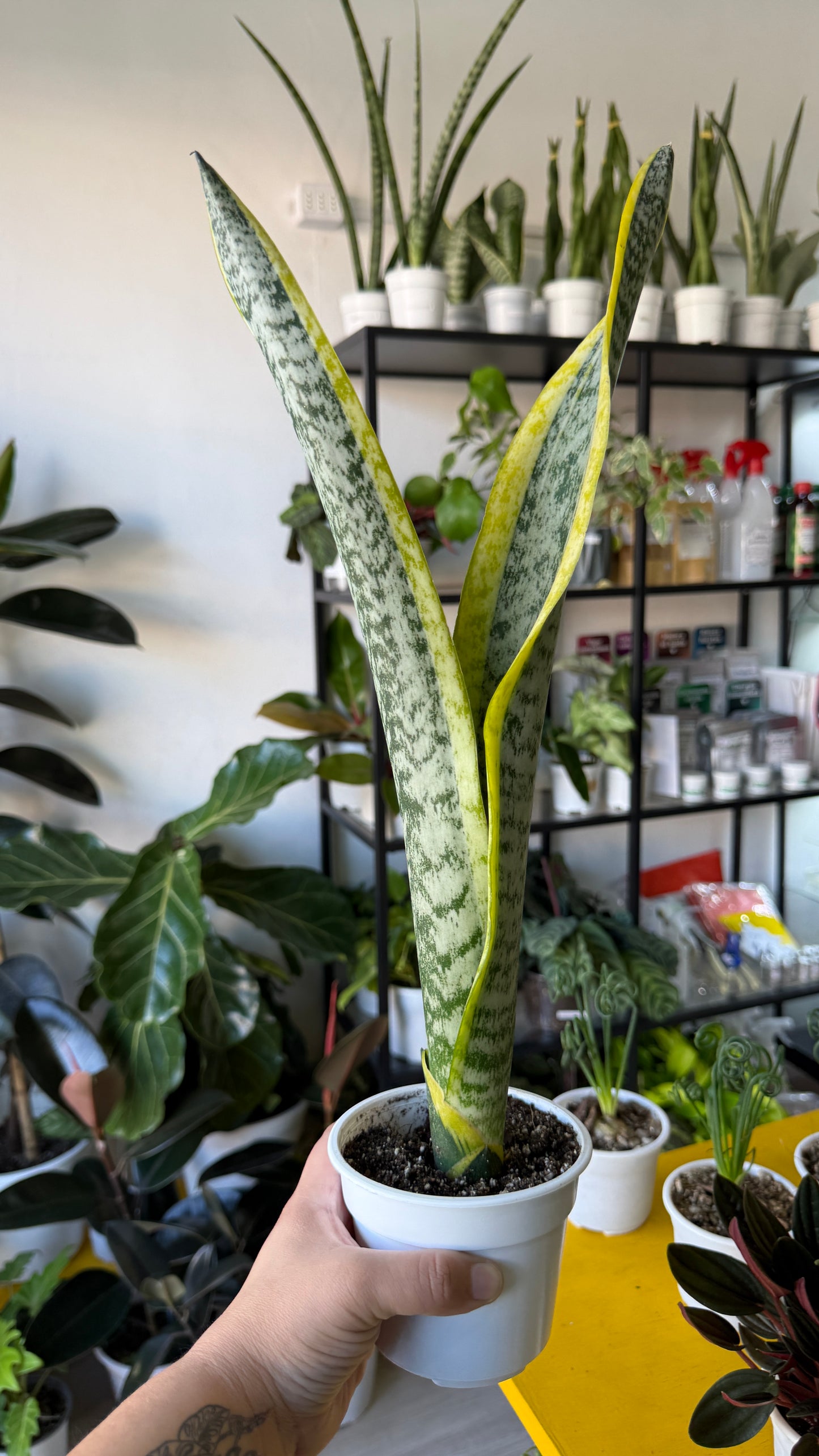 Sansevierias variedades