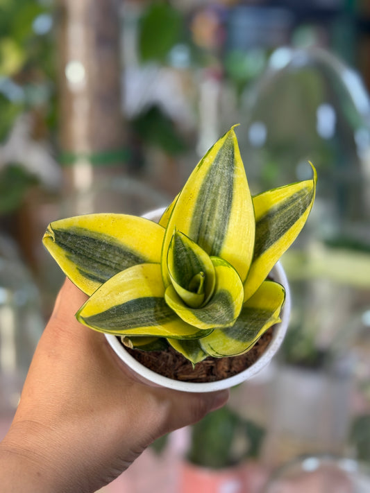 Sanseveria enana