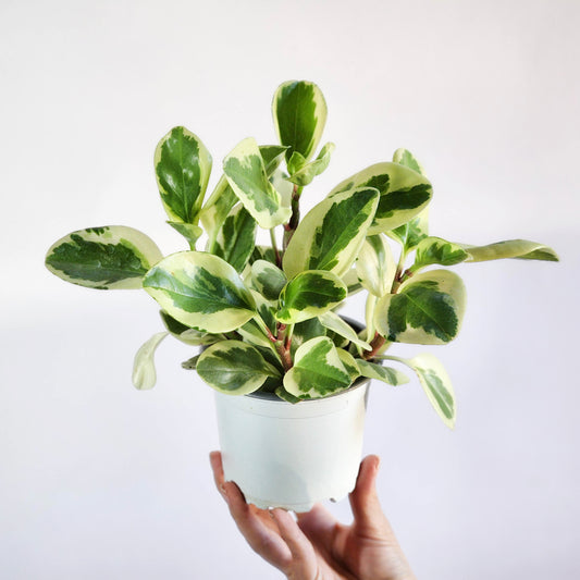 Peperomia obstusifolia