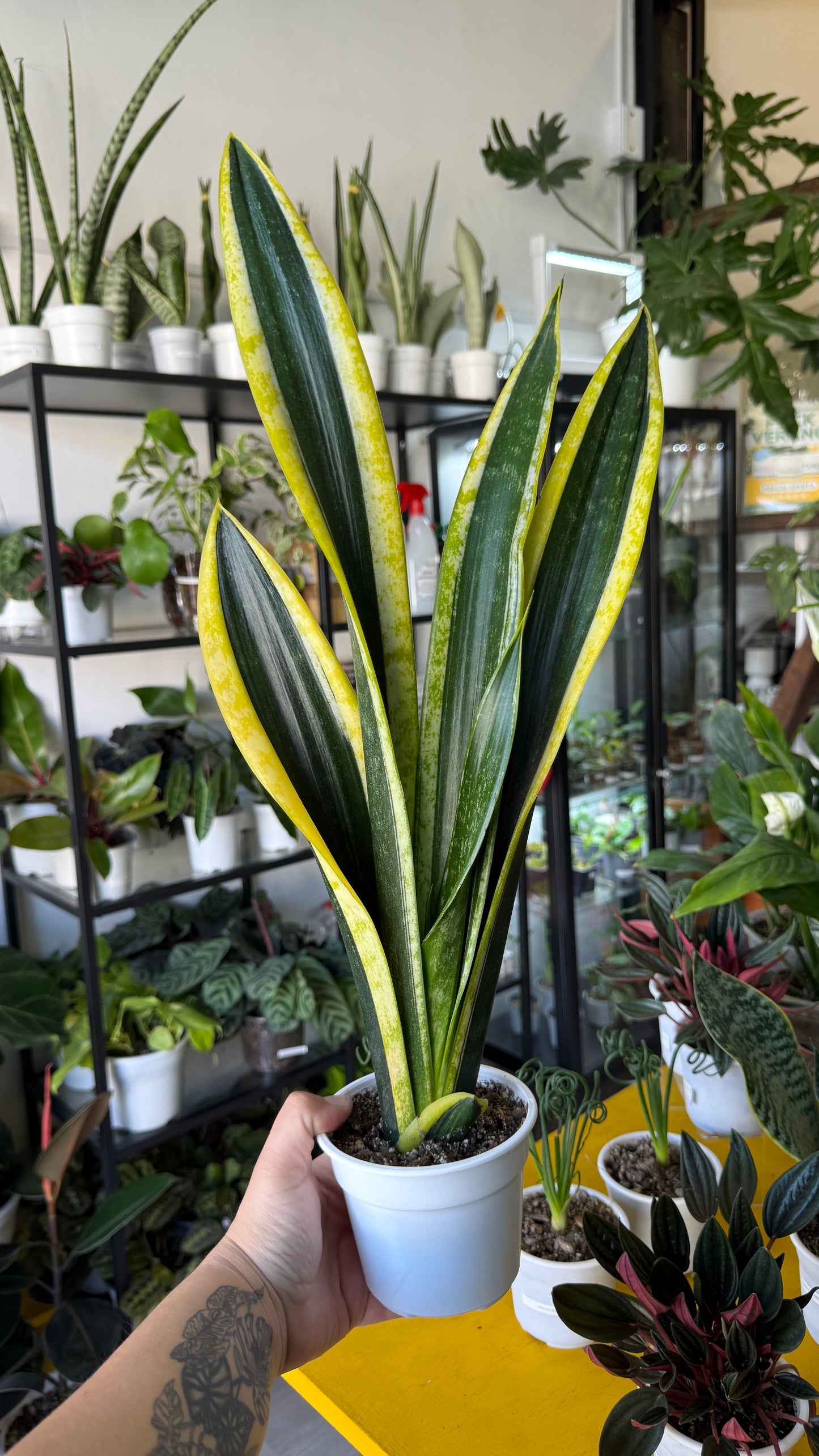 Sansevierias variedades