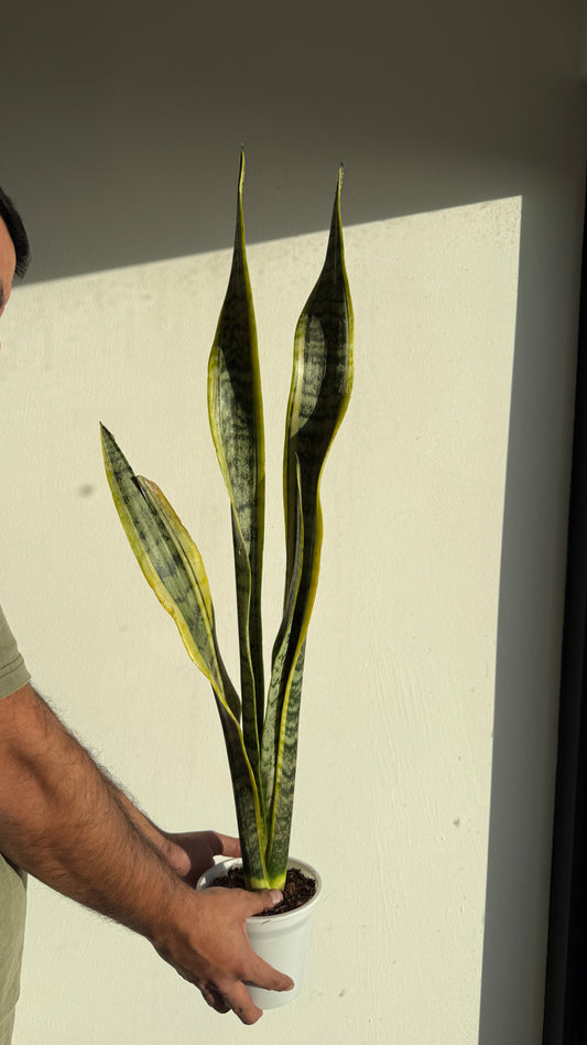 Sanseveria laurenti