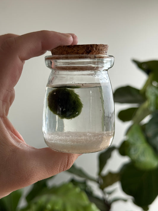 Marimo joven