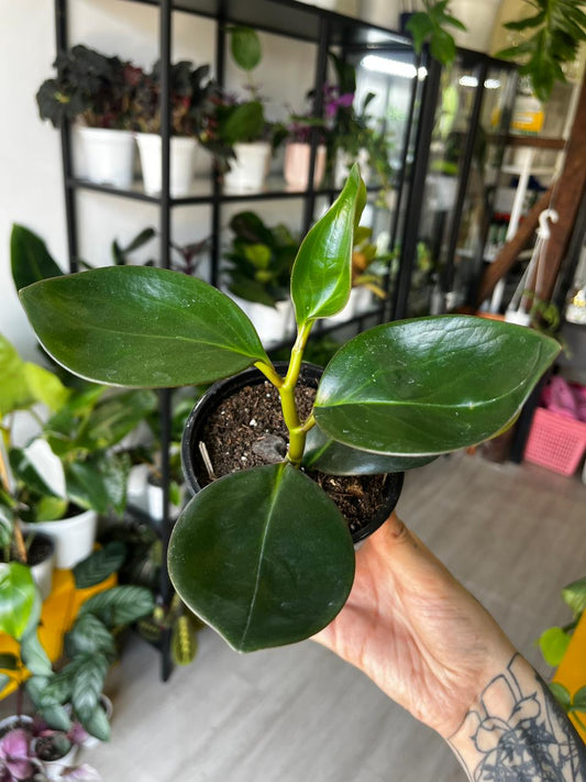 Peperomia obstusifolia