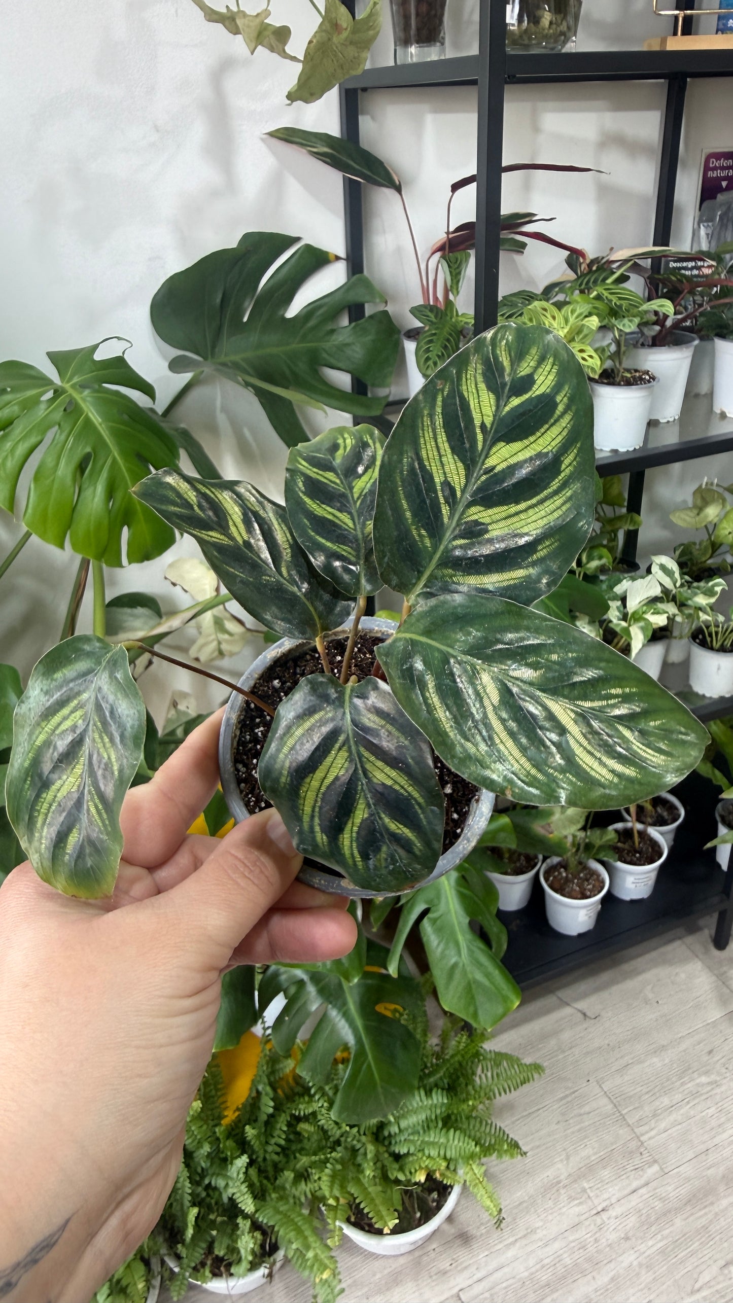 Calathea makoyana