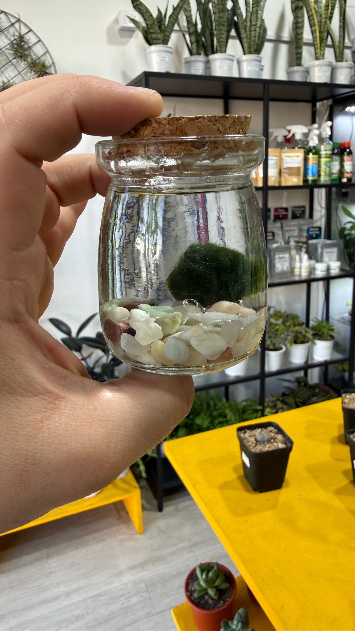 Marimo