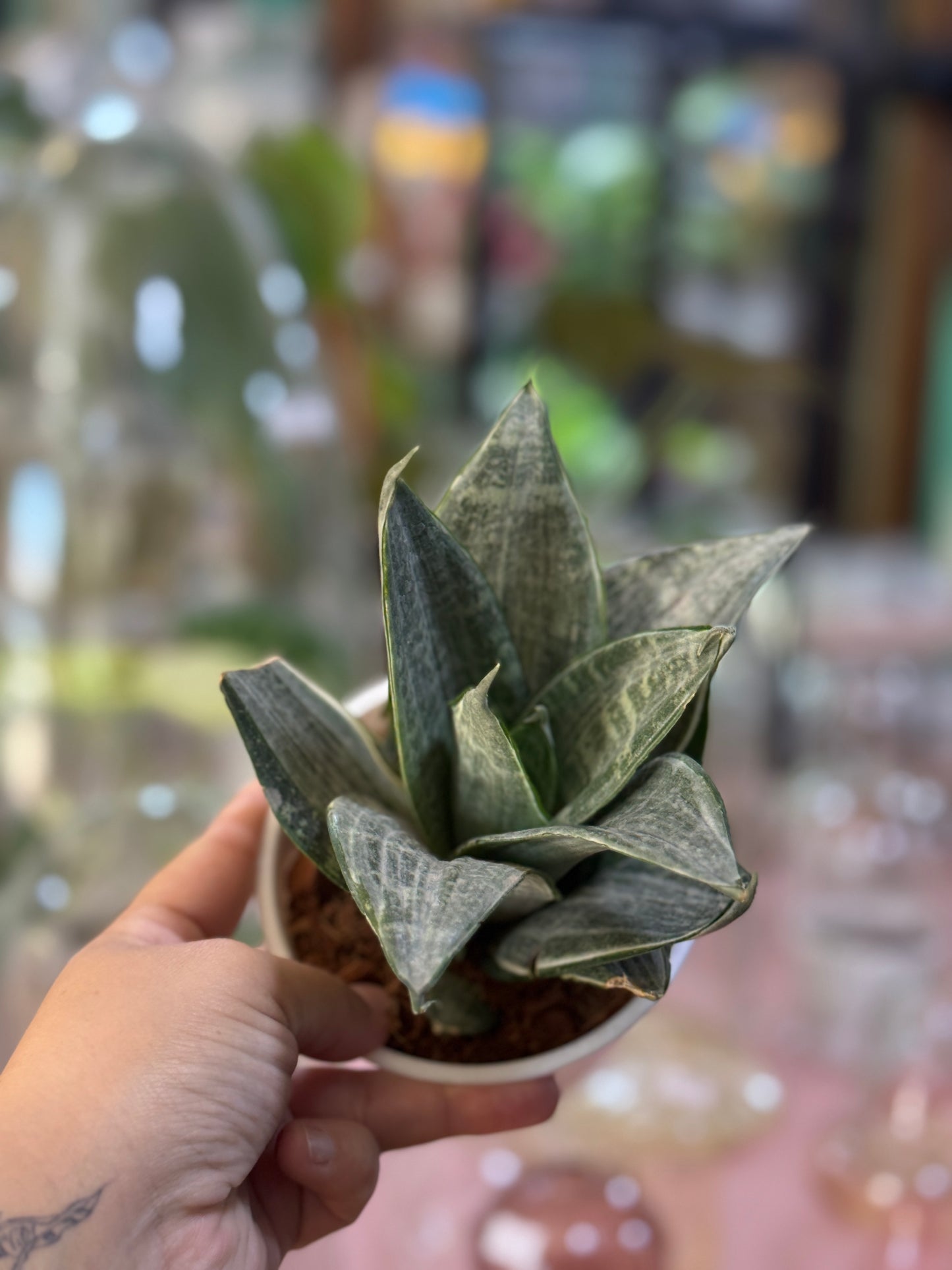 Sanseveria enana