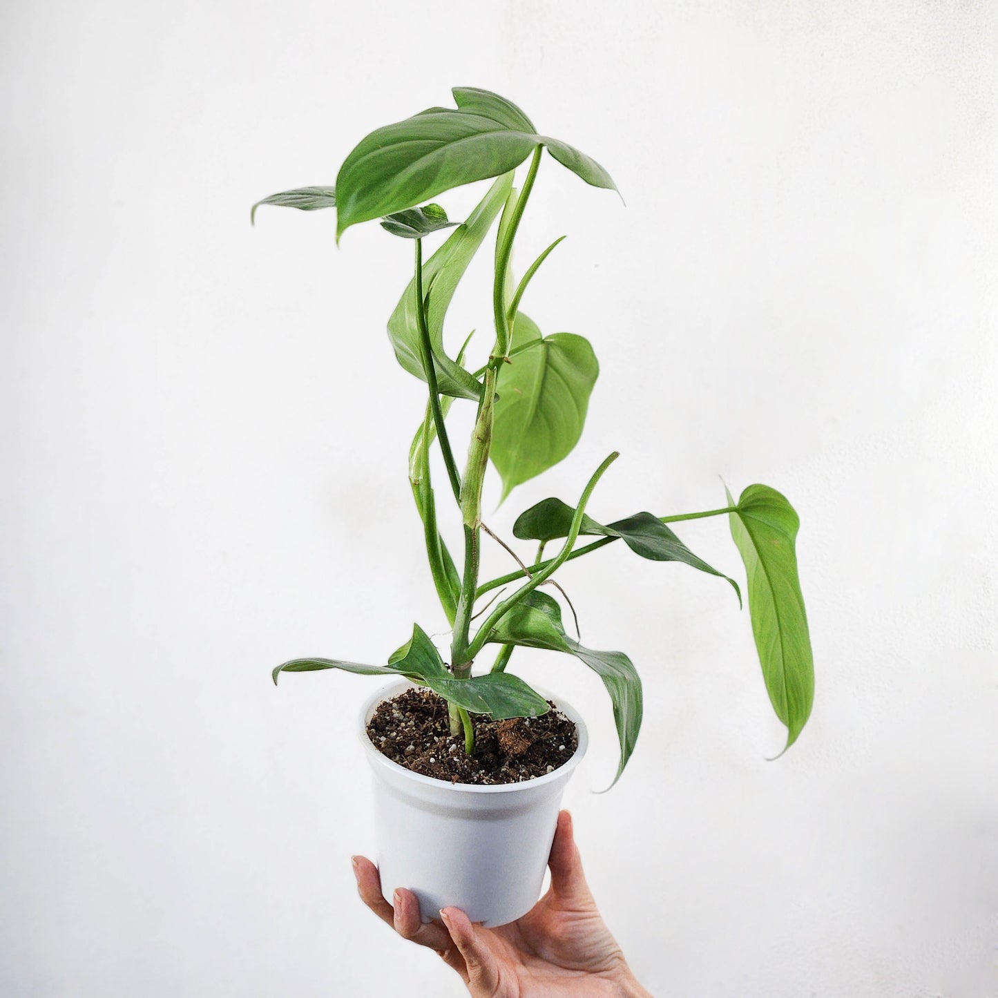 Filodendro bippenifolium