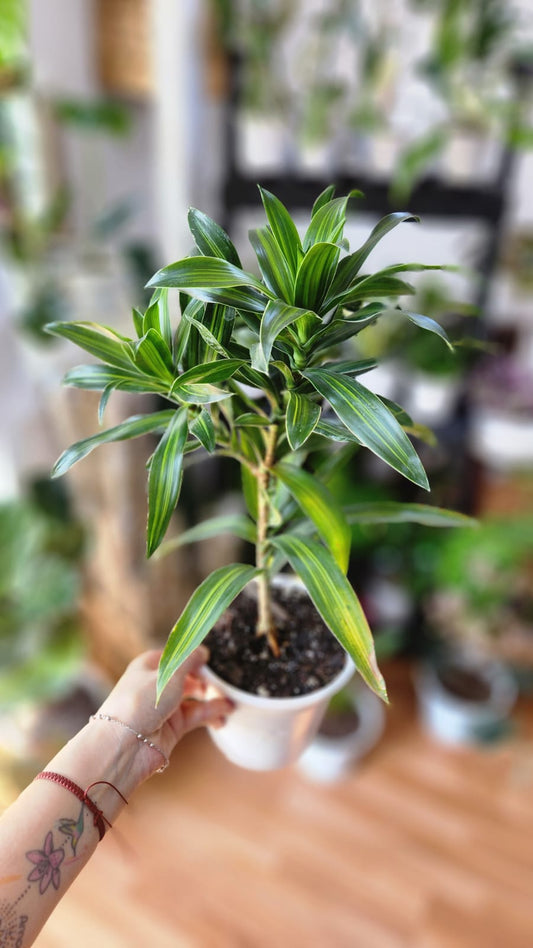 Dracena jamaica