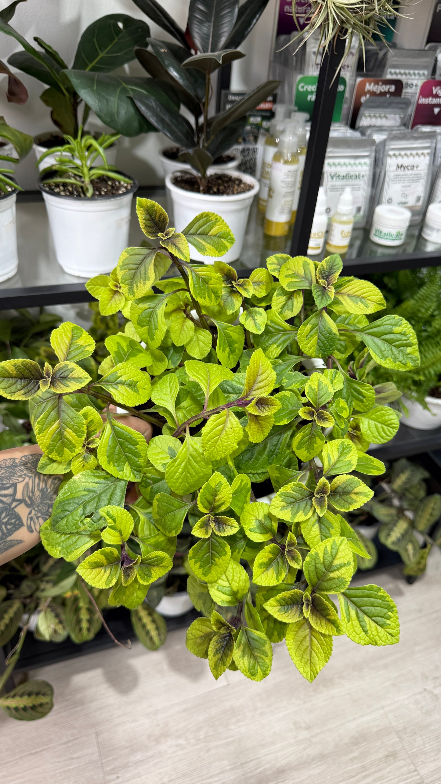 Dólar negro y/o variegado