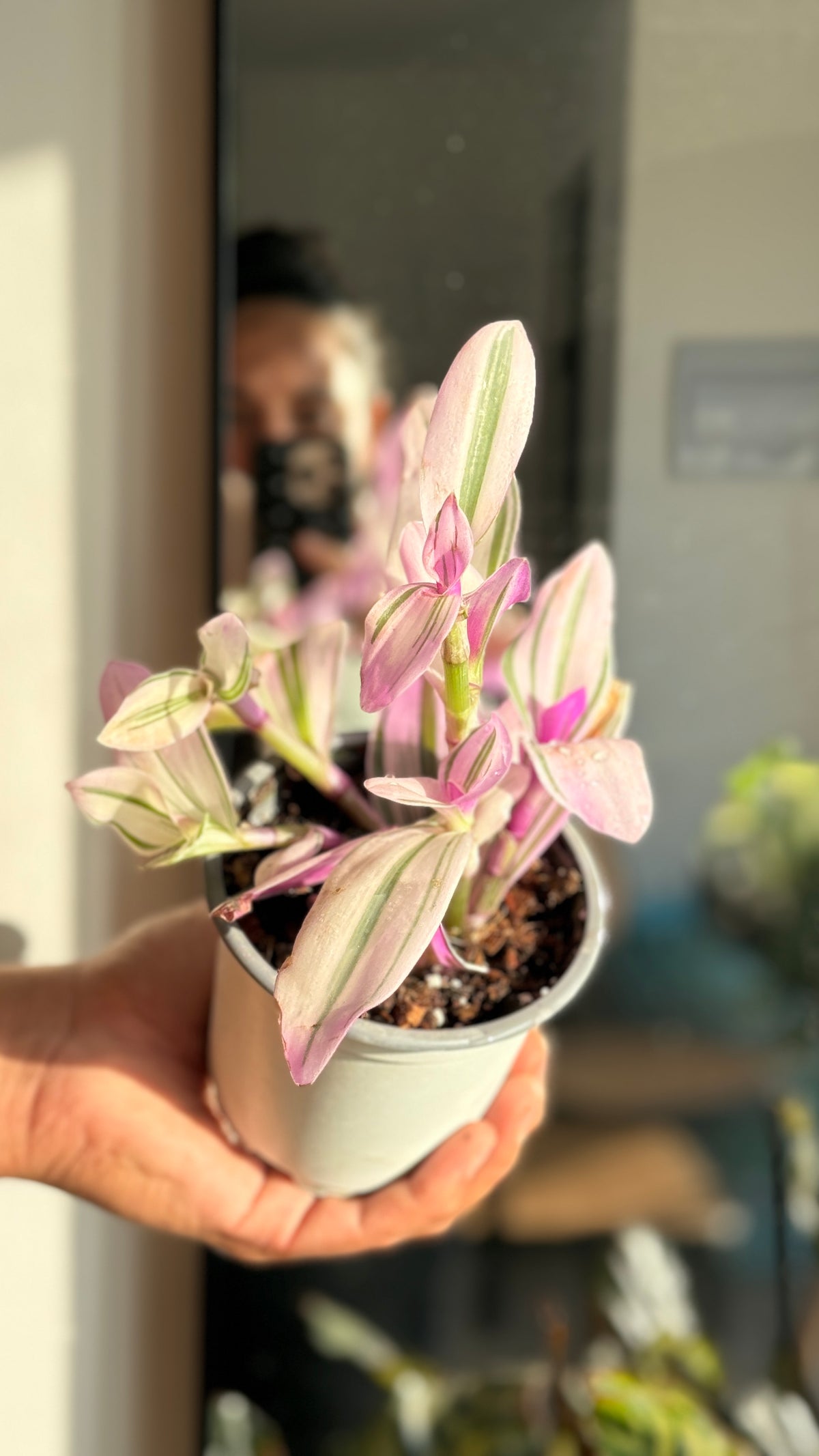 Tradescantia nanouk