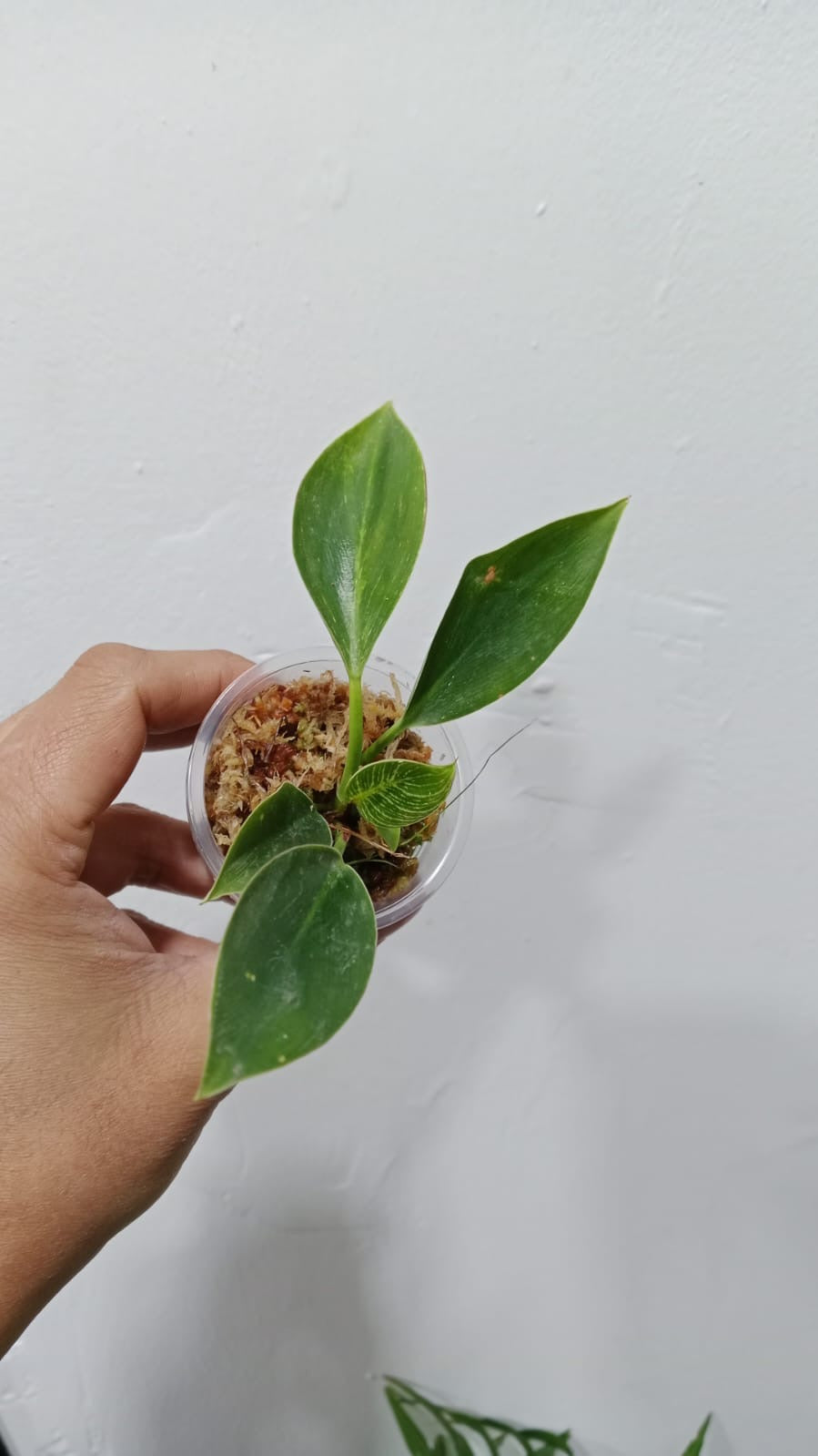 Baby plant