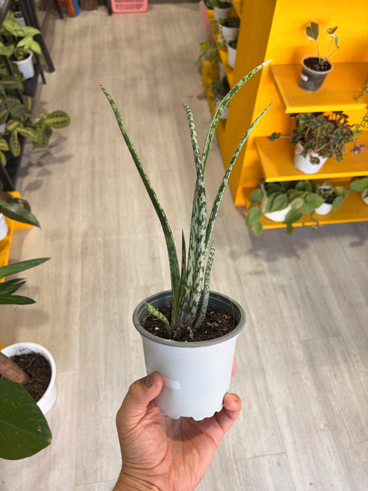 Gastaría