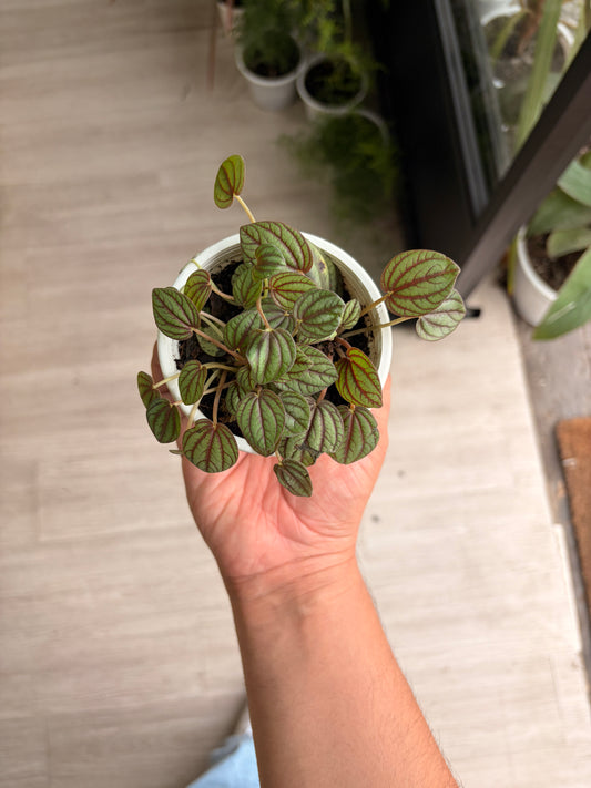 Peperomia piccolo