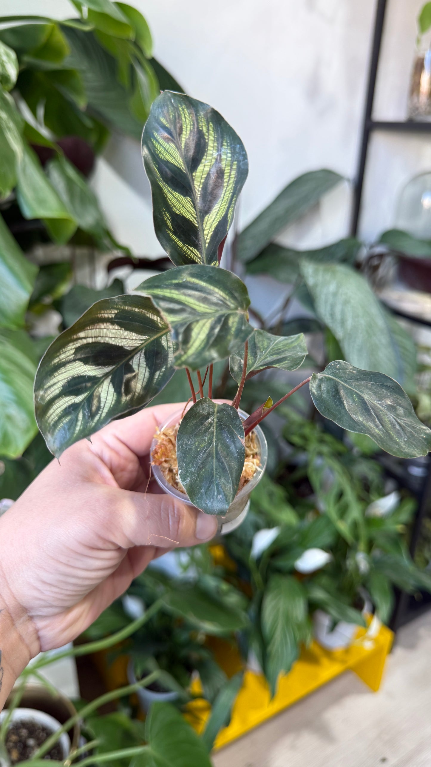 Baby plant