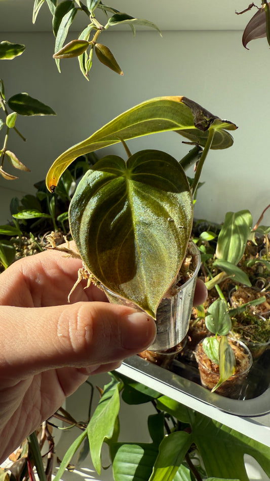 Baby plant