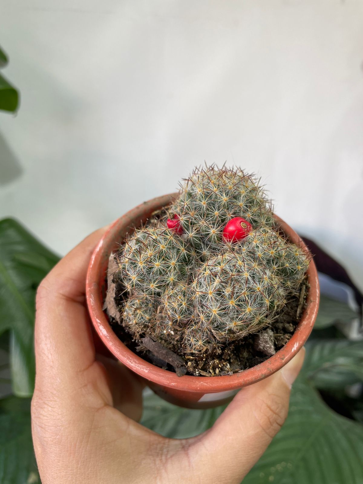 Suculentas y/o cactus