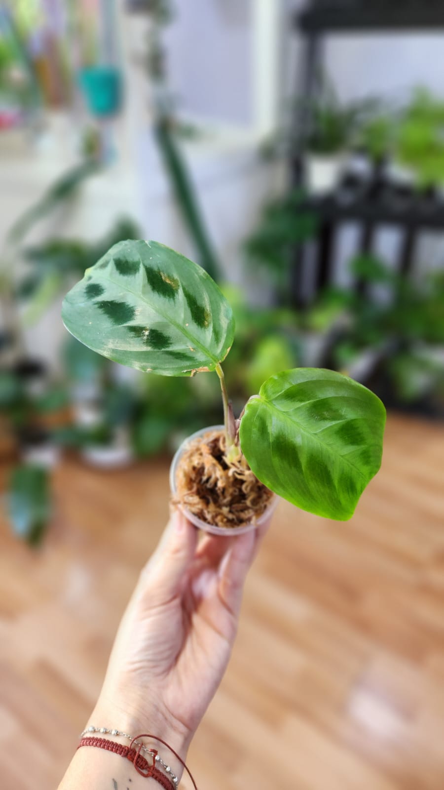 Baby plant