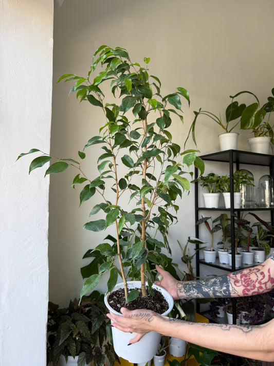 Ficus benjamina