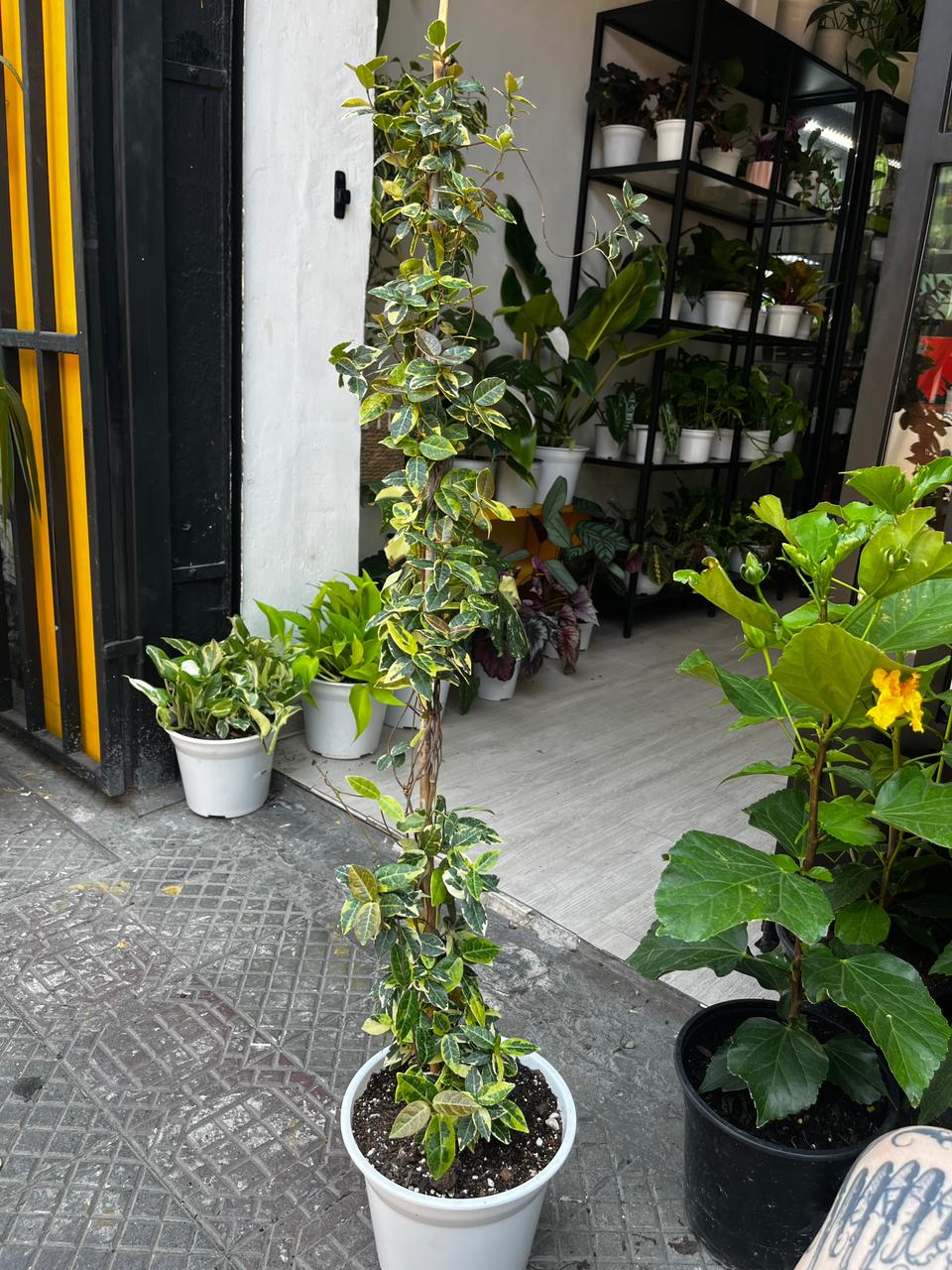 Jazmin hélice variegado