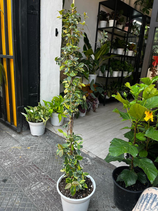 Jazmin hélice variegado