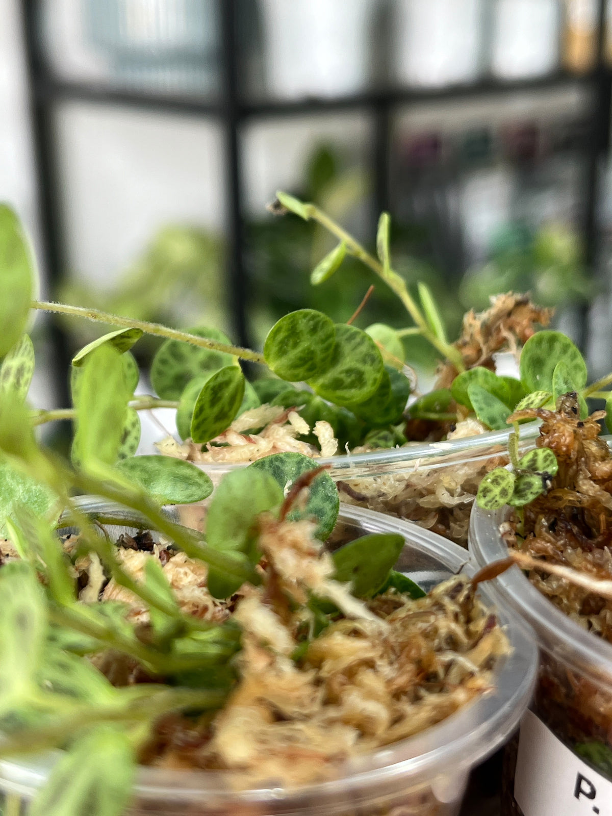 Peperomia prostrata