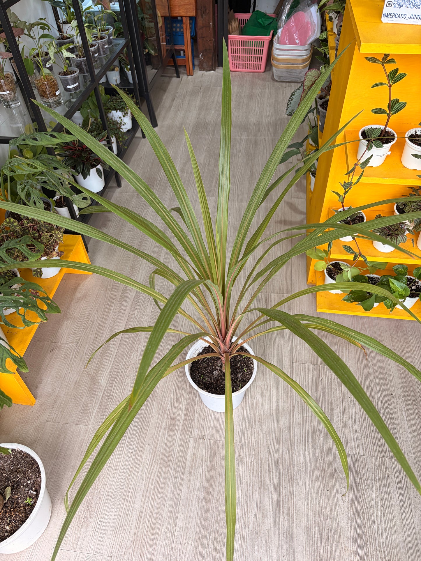 Dracena