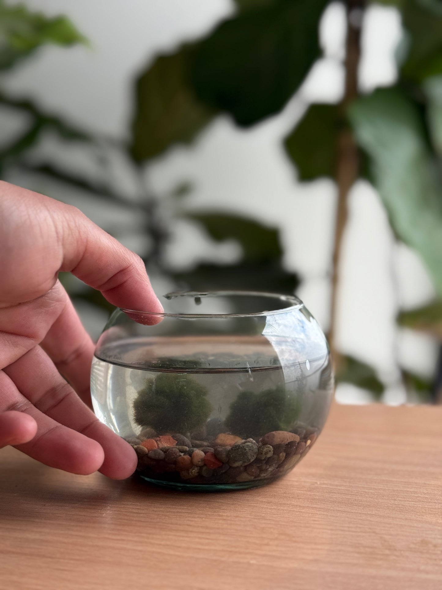 Marimo joven