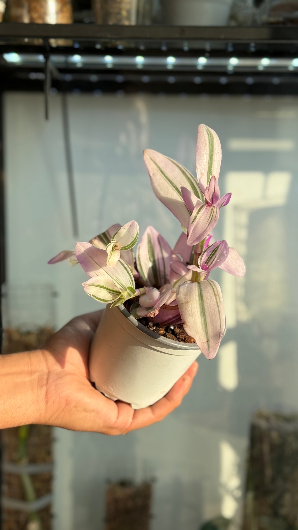 Tradescantia nanouk