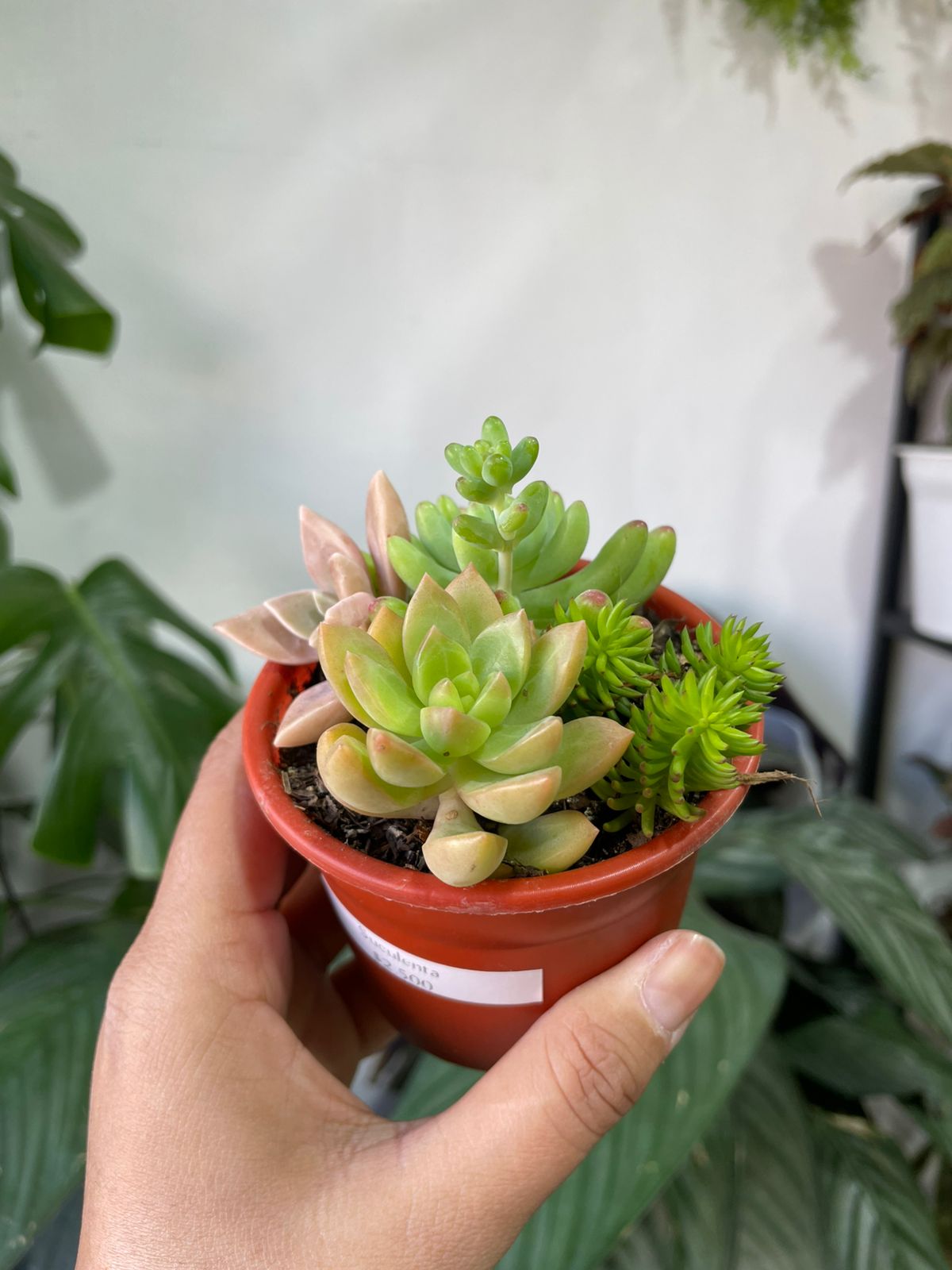 Suculentas y/o cactus
