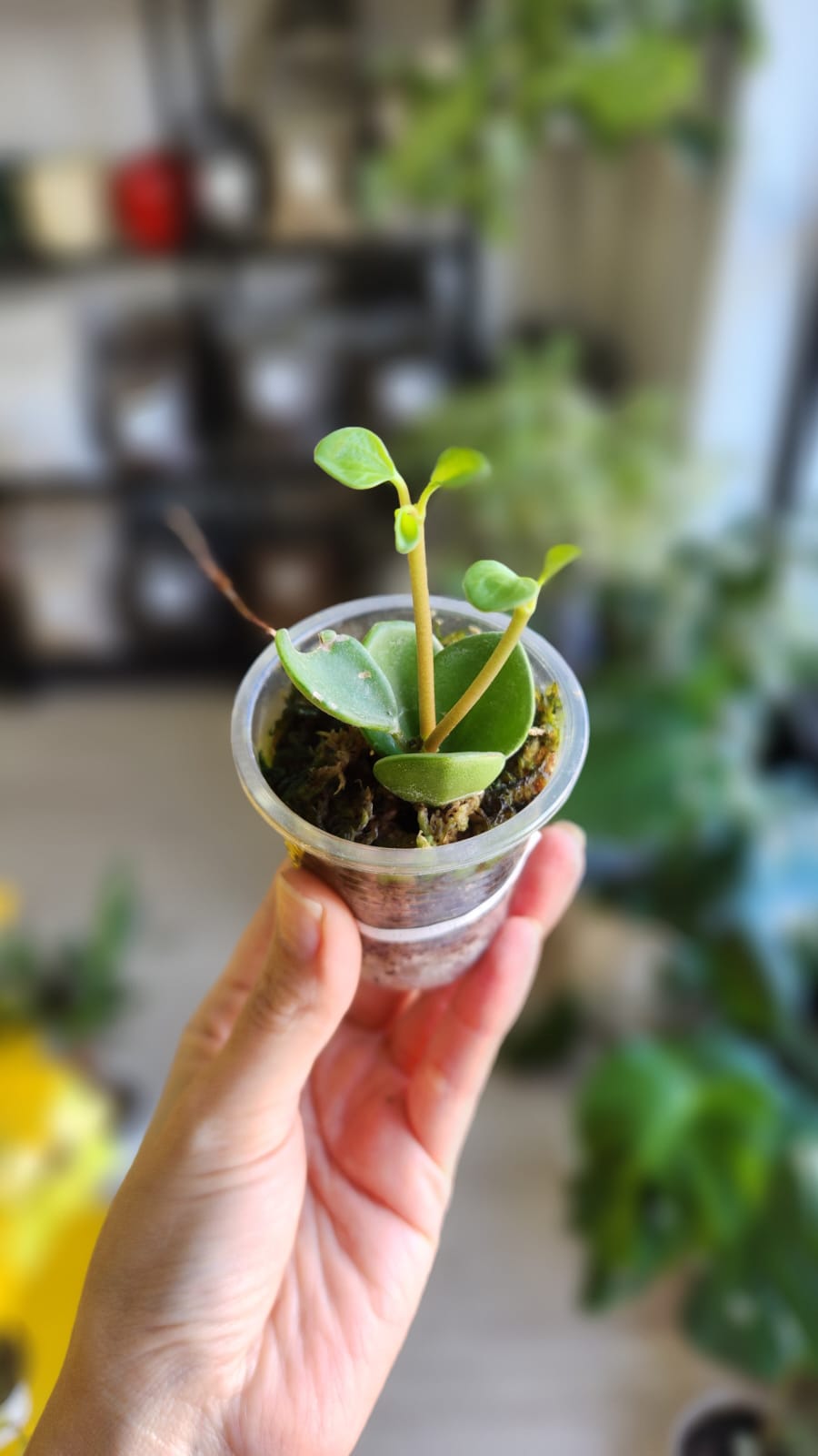 Baby plant