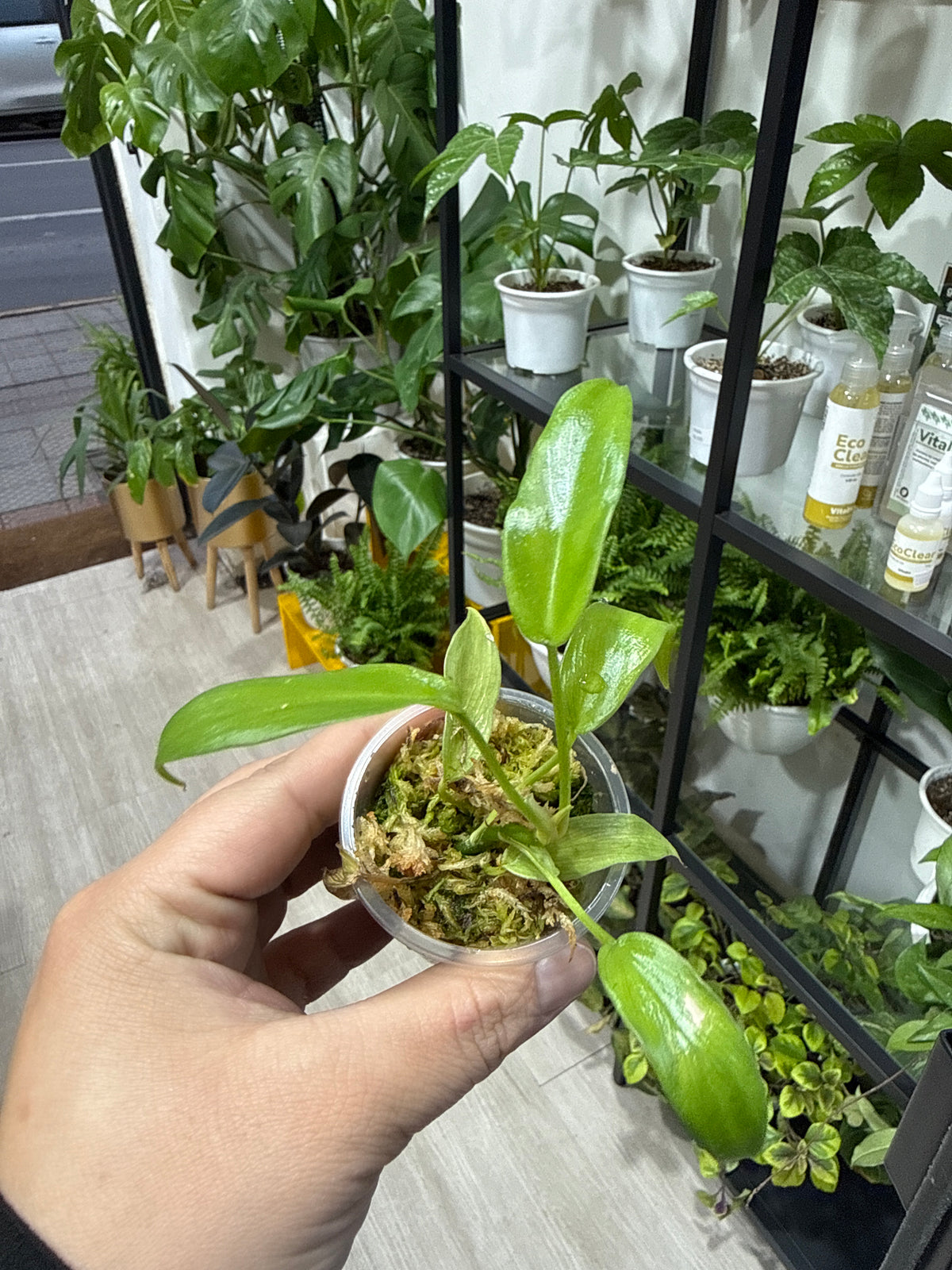 Baby plant