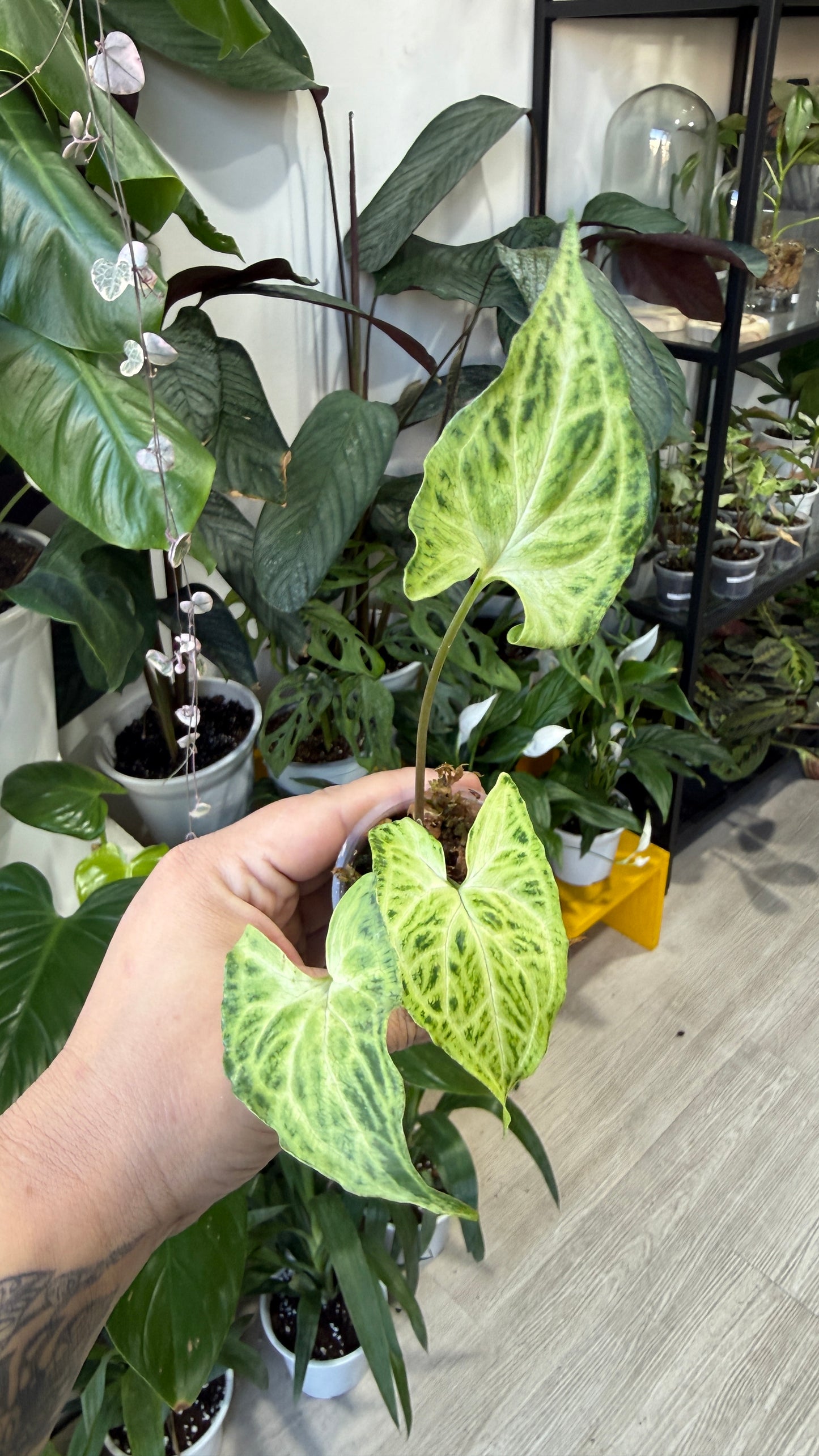 Baby plant