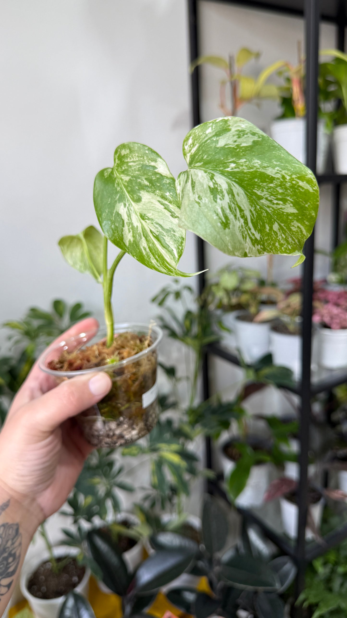 Baby plant