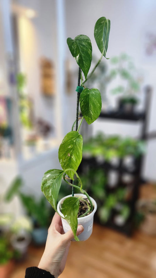 Pinnatum variegada