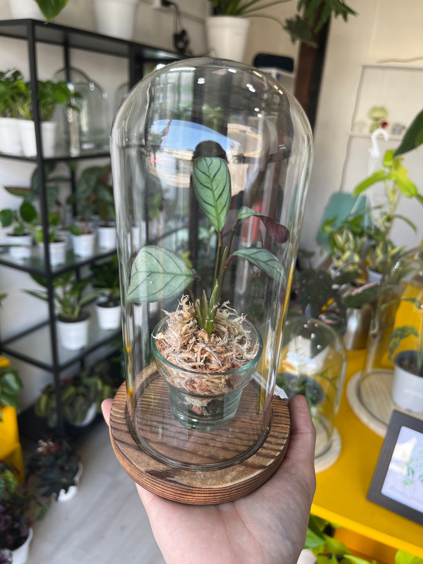 Cúpula 10 con planta